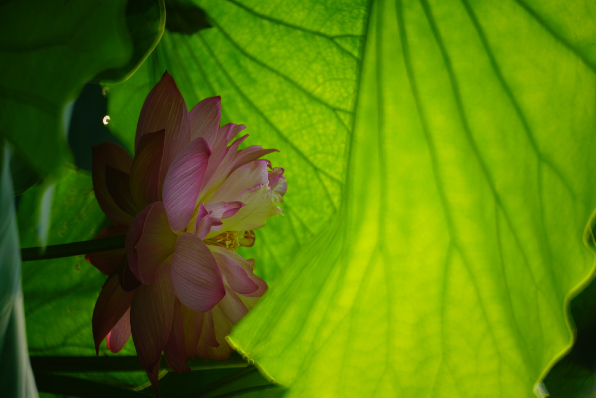 翠绿的荷叶丛中一枝枝亭亭玉立的荷花像一个个披着轻纱在湖上沐浴的