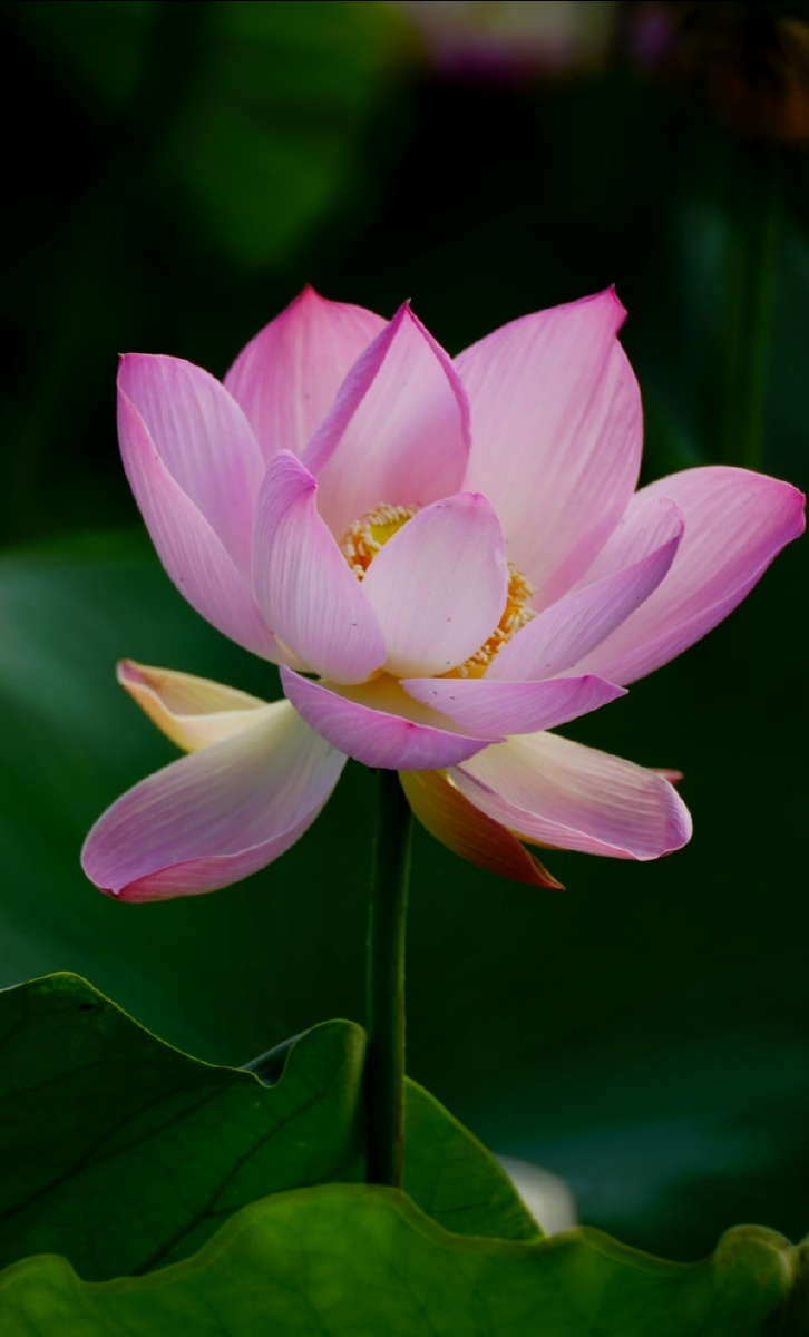 翠绿的荷叶丛中一枝枝亭亭玉立的荷花像一个个披着轻纱在湖上沐浴的