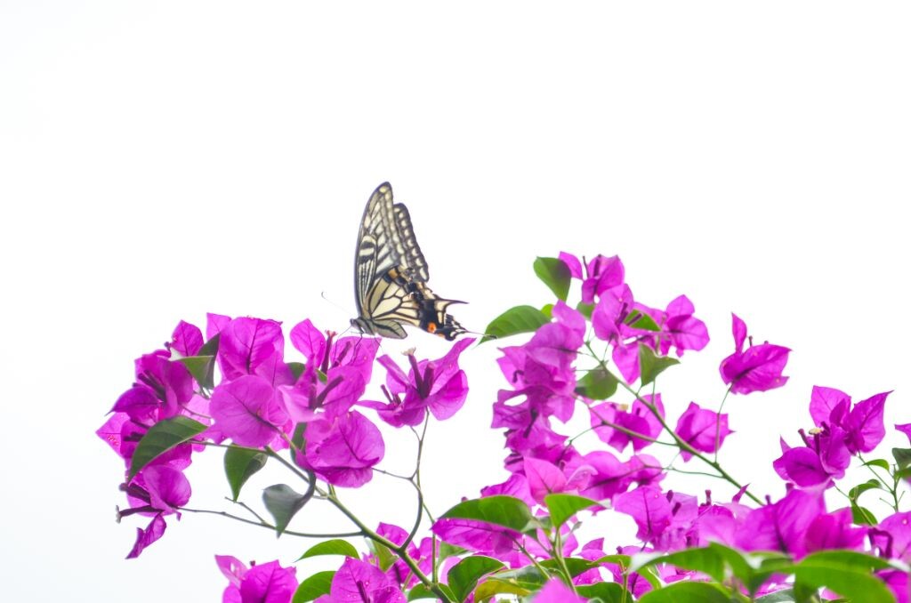 蝶恋花