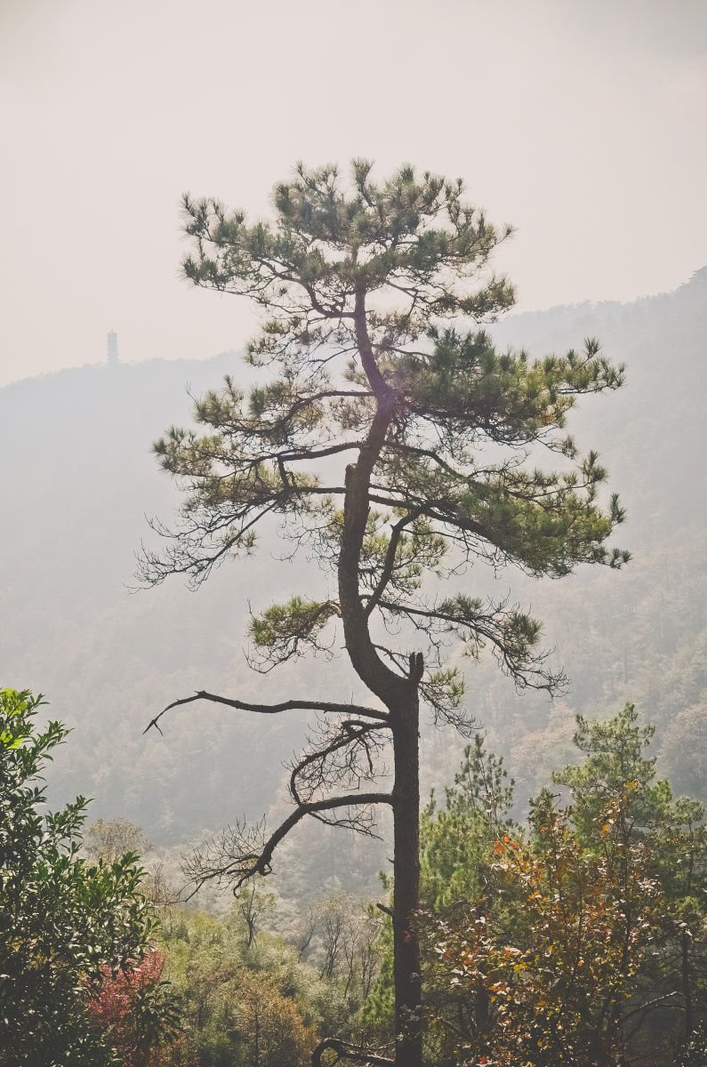 南岳到处都是的马尾松