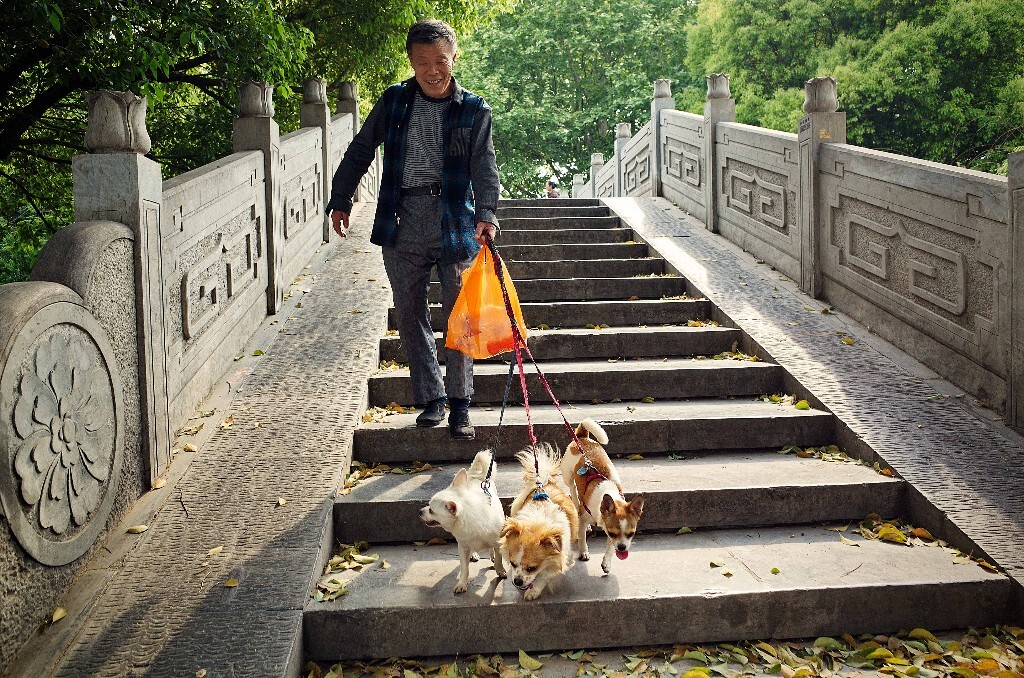 Three dogs take a man for walk