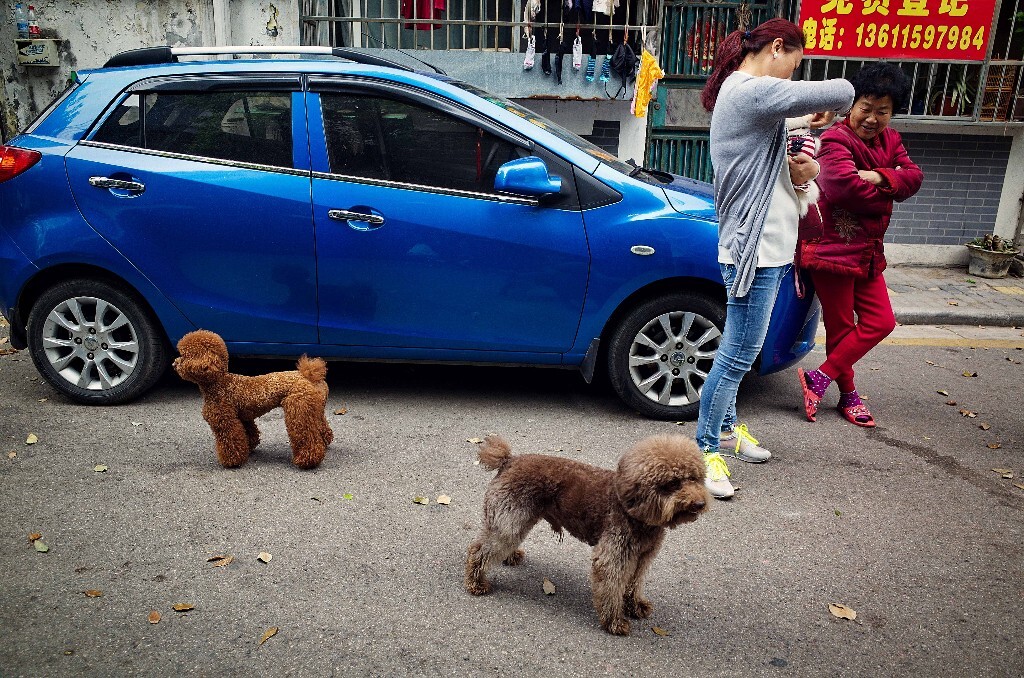 We love poodles