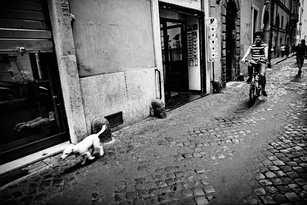 A boy on bike and his dog 骑单车的男孩和他的小狗