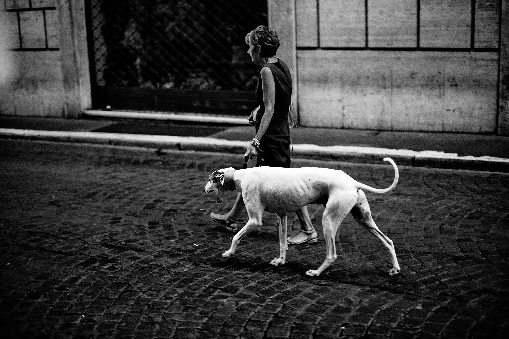 A woman and a yawning greyhound 一个妇女和她打哈欠的狗