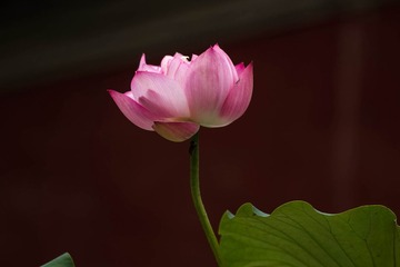 圆明园-3.jpg