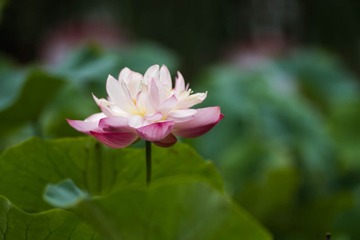 圆明园-5.jpg