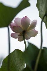 圆明园-9.jpg