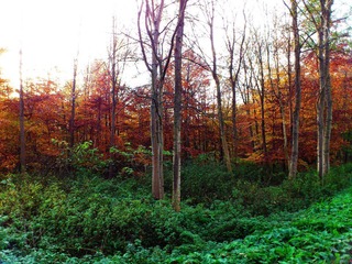 2011-11-01 002.jpg