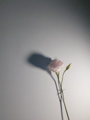 25067