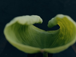 1000038055