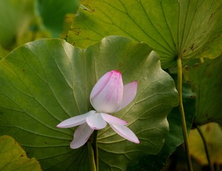 阴天暖阳