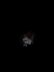 1000017224