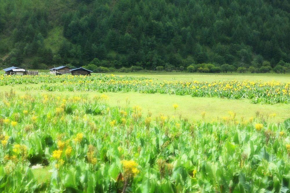 香格里拉<br />
