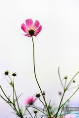 波斯菊