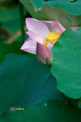 羞涩