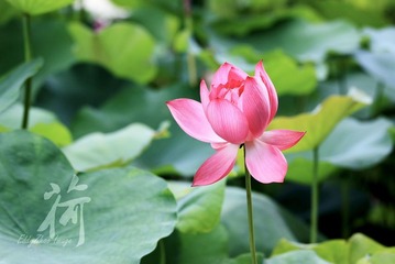 荷01