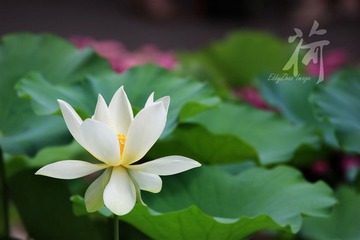 荷03