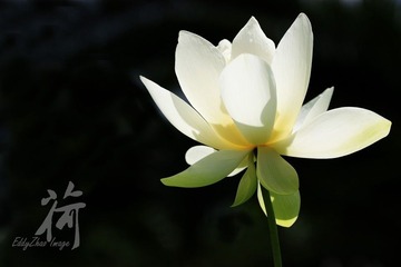 荷04