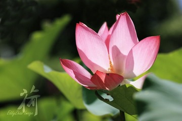 荷5