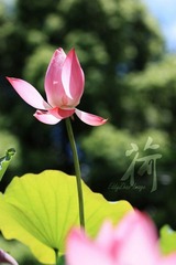 荷05