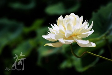 荷07