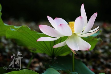 荷08