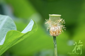 荷09