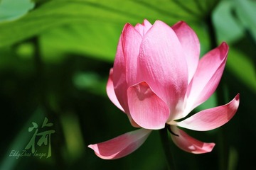 荷10