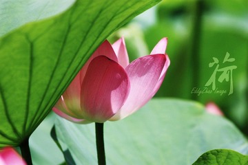 荷11