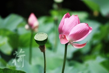 荷12