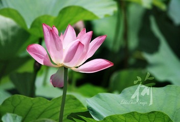 荷14