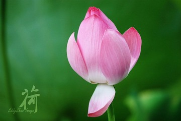 荷15