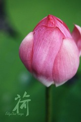 荷19