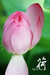荷21
