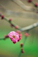 寻梅记04