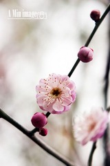 梅
