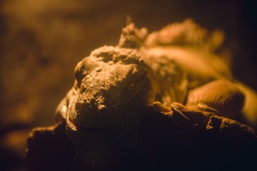1000061201
