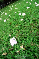 IMG_0080.jpg