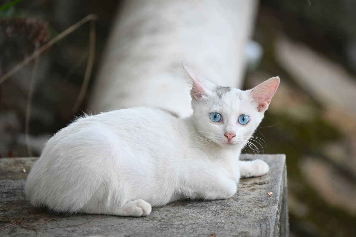 寺庙里偶遇一只蓝眼精灵