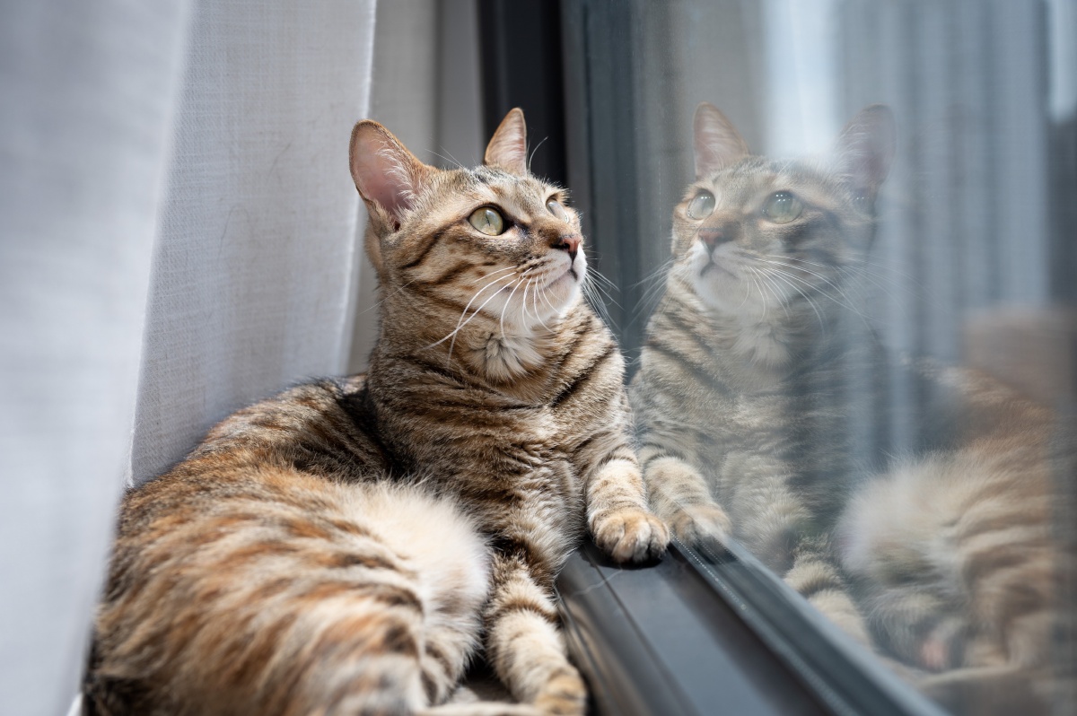 思考猫生 - wymanhuang - 图虫