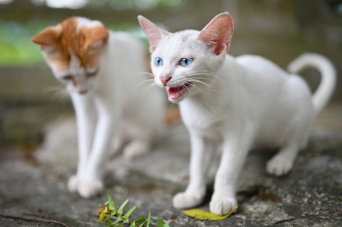 寺庙里偶遇一只蓝眼精灵