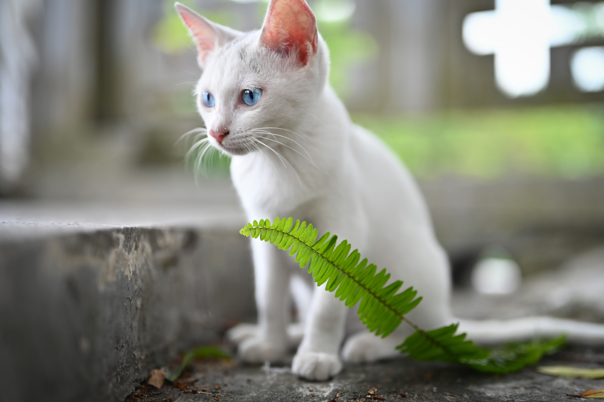 寺庙里偶遇一只蓝眼精灵