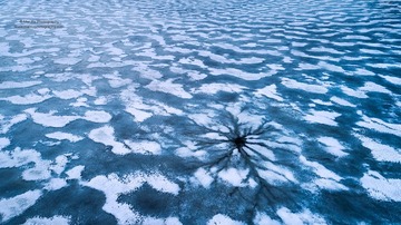 雪绒花