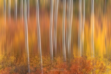 Autumn Abstract