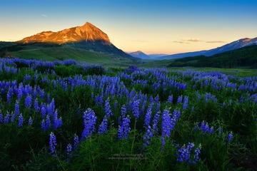 山花绽放