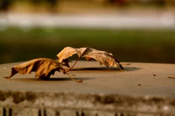 IMG_7776.JPG