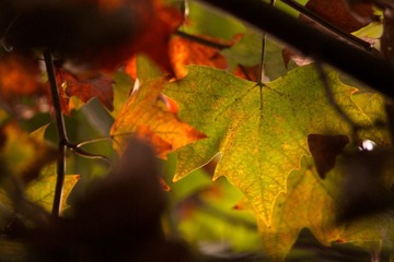 IMG_7833.JPG