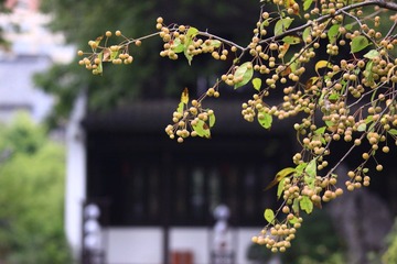 _MG_7530.JPG