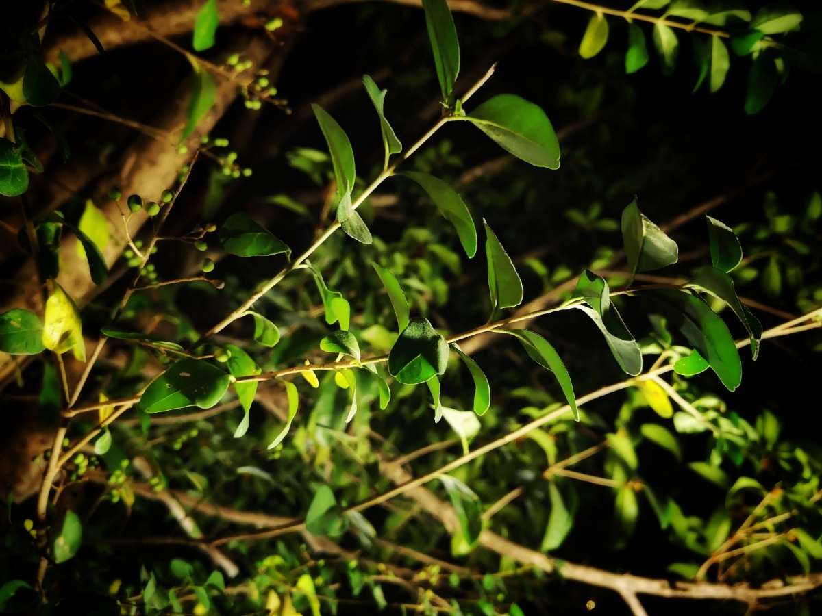 ares-大杨 - 图虫网 - 优质摄影师交流社区