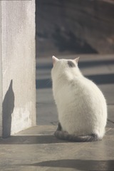 1000073378